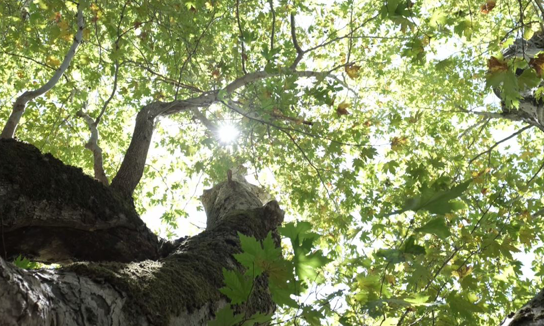 Selatin Köyü Anıt Ağaç Köy Pazarı