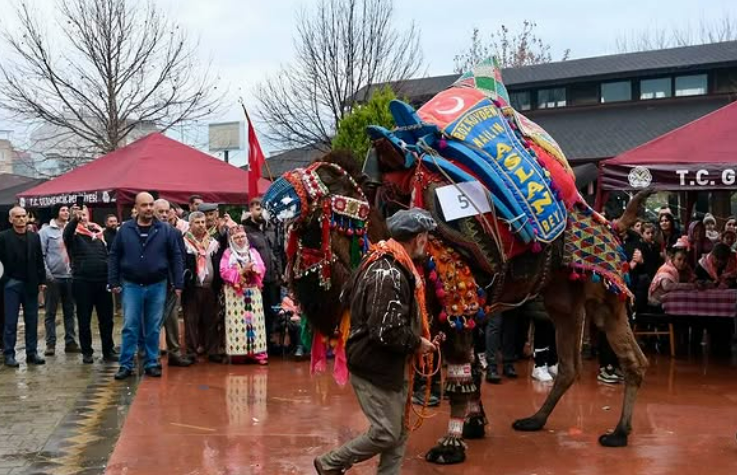 En Yakışıklı Deve